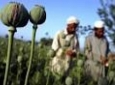 رکورد بی سابقه تولید هروئین در افغانستان پس از حضور نیروهای خارجی