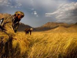 کاهش محصولات زراعتی افغانستان به دلیل کمبود منابع آبی