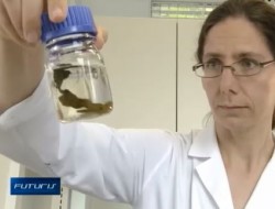 امکان درمان سرطان با میکروارگانیسمهای دریایی
