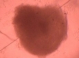 ساخت قلب مینیاتوری از سلول‌های بنیادی