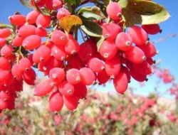 میوه سرخی که در درمان بسیاری از بیماری ها مفید است