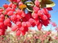 میوه سرخی که در درمان بسیاری از بیماری ها مفید است