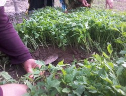 احداث ۲۸۰۰ فارم خانگی سبزیجات در ولایات شمال شرقی