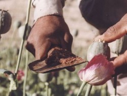 کشت و تولید مواد مخدر در افغانستان افزایش یافته است