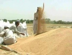 کاهش ۱۰ درصدی حاصلات گندم در ولایت بلخ