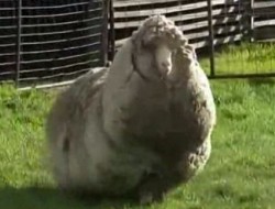 معروف‌ ترین گوسفند جهان