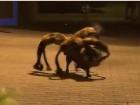 سگ عنکبوتی که هراس به دل مردم انداخت