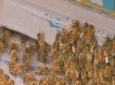 زنبور، راه حل معضل مقاومت میکروب در برابر آنتی بیوتیک ها
