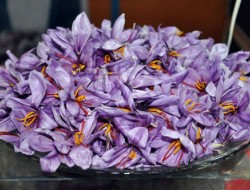 تولید 95 درصد زعفران افغانستان در هرات