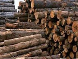 چوب جنگلات توسط زورمندان به پاکستان قاچاق می‌شود