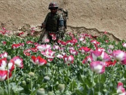 افغانستان در حال تبدیل شدن به یک دولت مواد مخدری می باشد