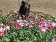 افغانستان در حال تبدیل شدن به یک دولت مواد مخدری می باشد
