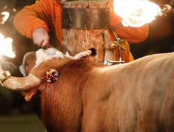 آتش زدن گاو برای تفریح در اسپانیا