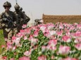 کشورهای غربی در افزایش کشت کوکنار در افغانستان دست دارند
