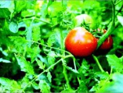 احداث حدود ۹ هزار باغچه سبزیجات برای زنان شمال کشور