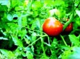 احداث حدود ۹ هزار باغچه سبزیجات برای زنان شمال کشور