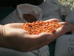 توزیع 590 تن تخم بذری اصلاح شده میان کشاورزان قندوز