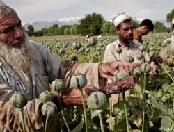 طالبان از کشت خشخاش و شاه‌دانه در افغانستان راضی اند