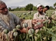 طالبان از کشت خشخاش و شاه‌دانه در افغانستان راضی اند