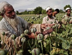 اعتیاد در افغانستان؛ مرگ تدریجی یا سونامی خاموش