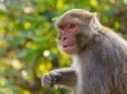 میمون ناجی همنوع خود را نجات داد