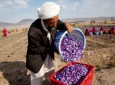 نگرانی از کاهش برداشت زعفران در هرات