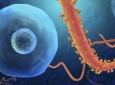 آزمایش واکسن جدید ابولا بر روی انسان شروع شد