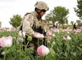 افغانستان از مبارزه با مواد مخدر تا جنگ تریاک