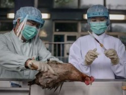 شیوع گسترده آنلفوآنزای پرندگان در جاپان/ ۲۰۰ هزار مرغ معدوم شدند