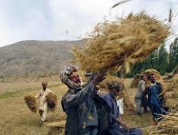 چالش های موجود فرا راه توسعه زراعت در افغانستان