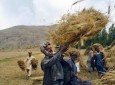 چالش های موجود فرا راه توسعه زراعت در افغانستان