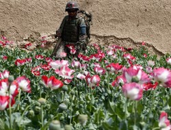 ۳۰ در صد از نیروهای امنیتی افغان در قاچاق مواد مخدر سهیم هستند