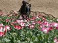 ۳۰ در صد از نیروهای امنیتی افغان در قاچاق مواد مخدر سهیم هستند