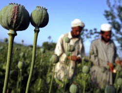 قول مبارزه همه جانبه امریکا با کشت مواد مخدر در افغانستان