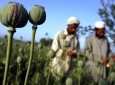 قول مبارزه همه جانبه امریکا با کشت مواد مخدر در افغانستان