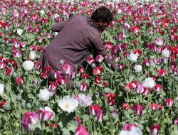 کمک بی نتیجه ی ۸ میلیارد دالری امریکا در مبارزه با تولید مواد مخدر در افغانستان