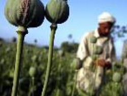 افزایش مواد مخدر ارمغان حمله امریکا به افغانستان