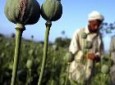 افزایش مواد مخدر ارمغان حمله امریکا به افغانستان