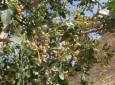 موثریت طرح توسعه جنگلات پسته در هرات