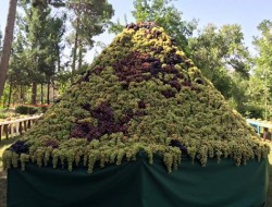 برگزاری دومین جشن انگور در هرات/افزایش 20 درصدی برداشت انگور