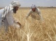 بزرگترین کمک چین به بخش زراعت افغانستان انجام شد
