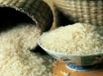 برداشت برنج در تخار 15 درصد افزایش داشته است