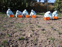 کشت پیاز زعفران در هرات