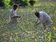تولید مواد مخدر در افغانستان کمترین در پنج سال گذشته