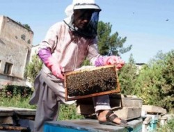 افزایش زنبورداری در هرات