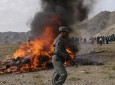 به آتش کشیده شدن سه تن مواد مخدر و الکلی در هرات