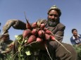 مساعدت شش میلیون دالری بانک جهانی به زراعت هرات