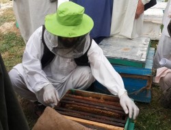 توزیع کندوی زنبور عسل برای دهاقین در فراه