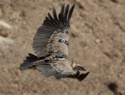 شکار پرنده ای در هرات که ابزار جاسوسی در آن نصب بود