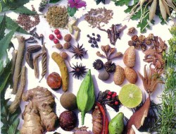گیاهان دارویی؛ فرصتی تازه برای اقتصاد افغانستان